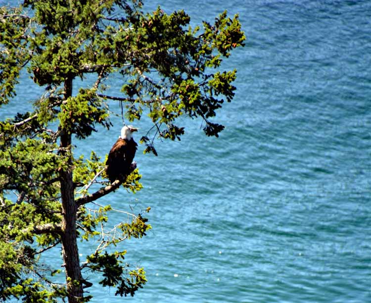 eagle in tree